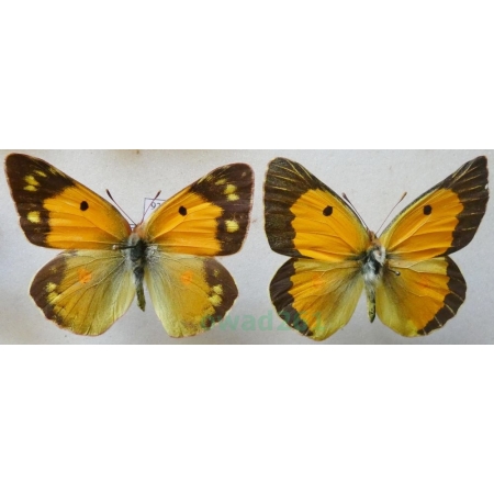 Colias croceus (Geoffroy, 1785) pair Szlaczkoń sylwetnik Croatia93